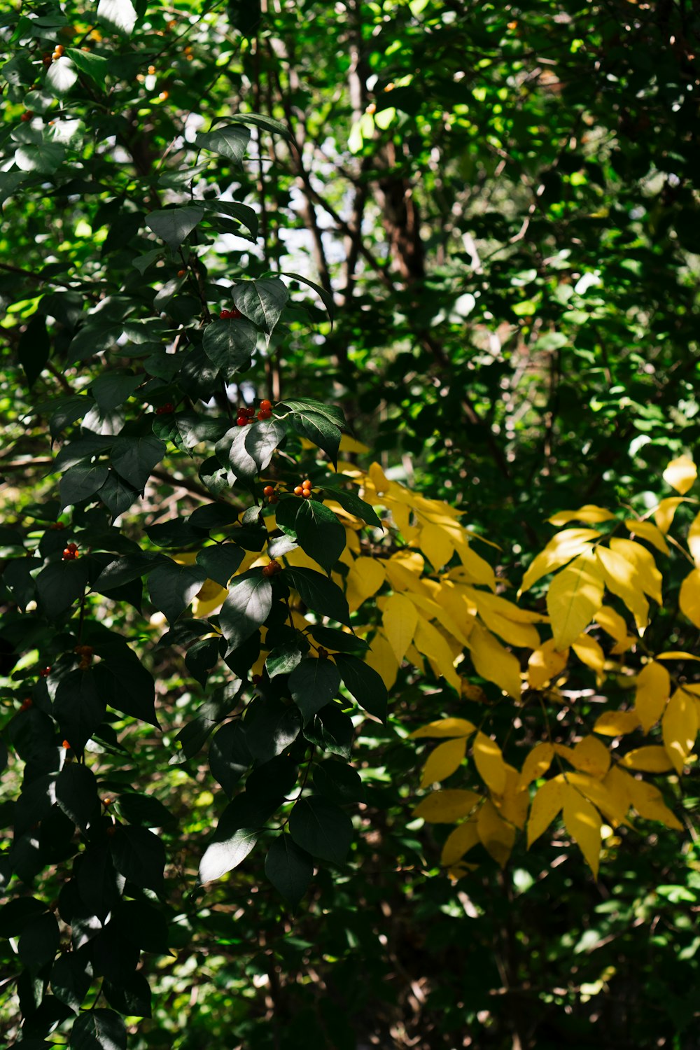 uma árvore amarela com muitas folhas verdes