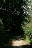 A narrow path winds through a lush forest, surrounded by dense green foliage. Sunlight filters through the thick canopy above, creating dappled light patterns on the ground. The pathway appears quiet and serene, inviting exploration.