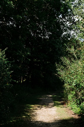 A narrow path winds through a lush forest, surrounded by dense green foliage. Sunlight filters through the thick canopy above, creating dappled light patterns on the ground. The pathway appears quiet and serene, inviting exploration.
