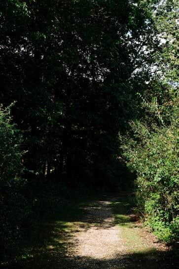 A sunlit path winding through a quiet forest, inviting a slow, thoughtful journey.
