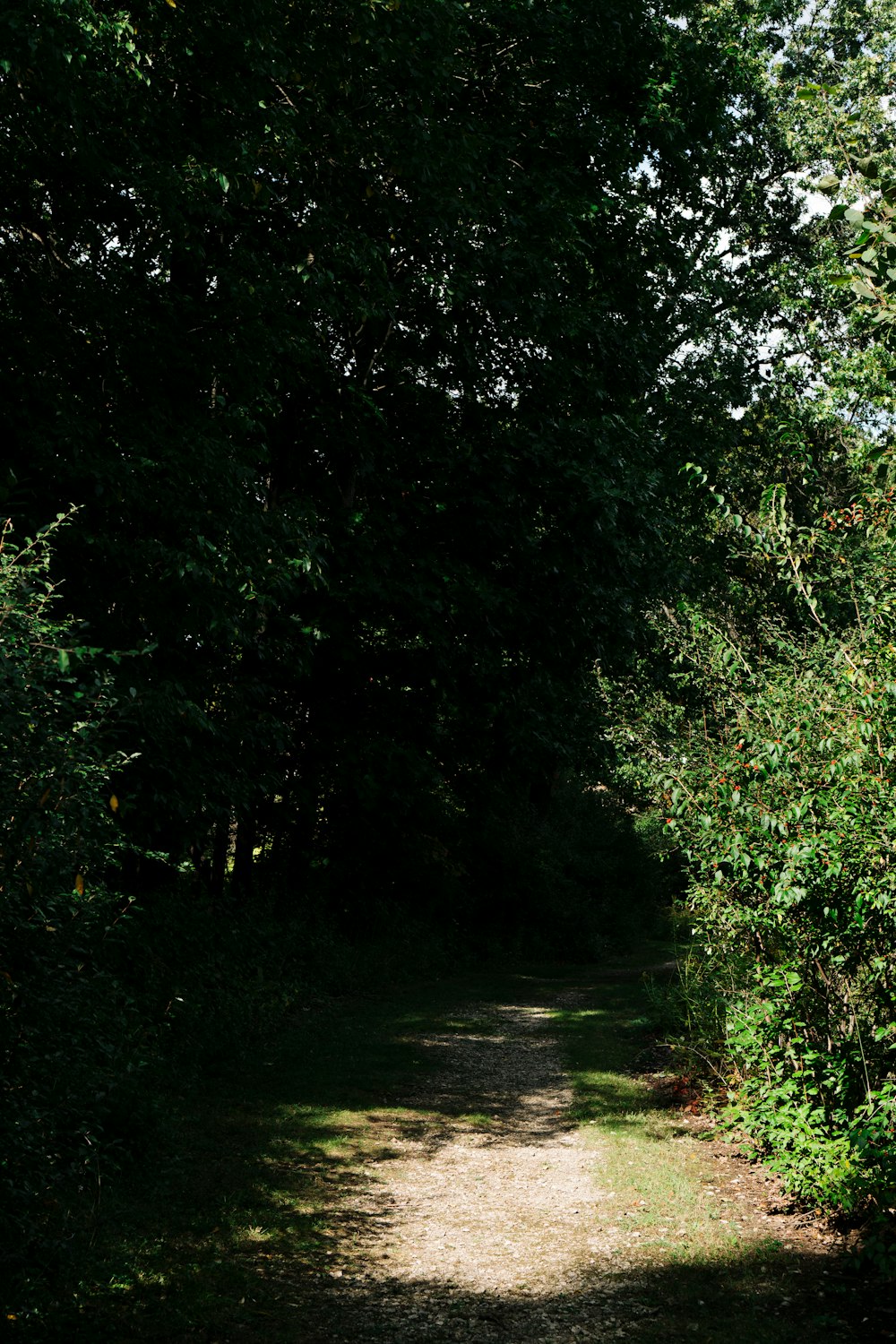 un chemin de terre entouré d’arbres et de buissons