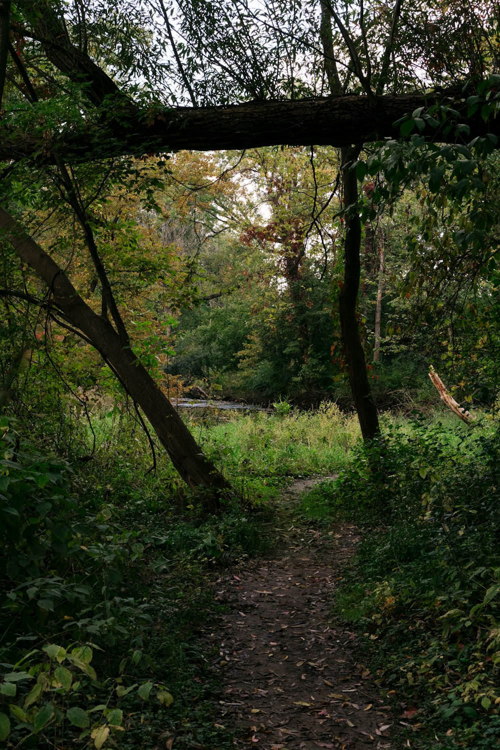 a path through a forest with a fallen tree