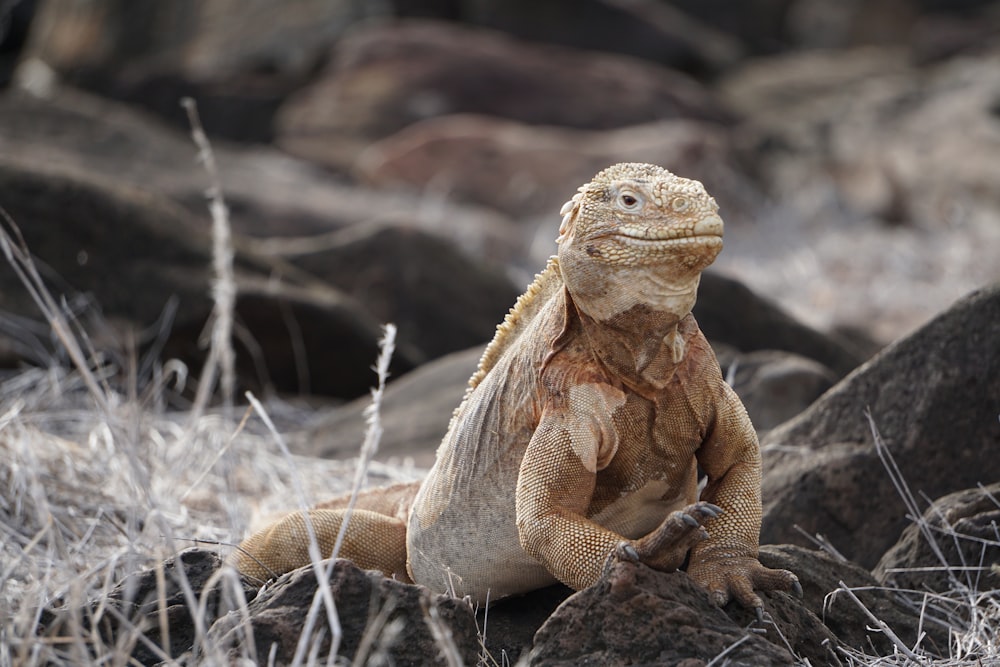 a large lizard sitting on top of a rock