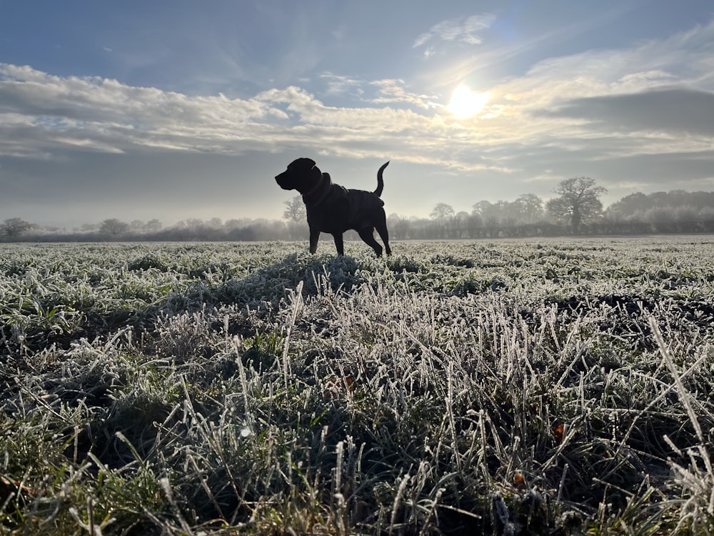 a dog standing in the middle of a frosty field