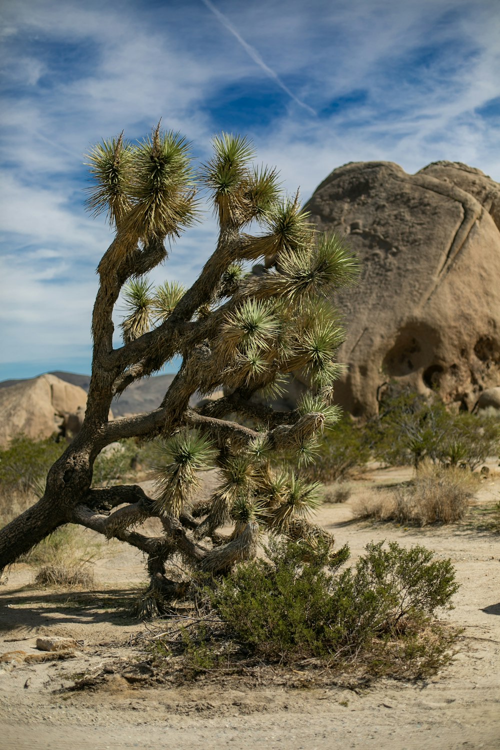 a joshua tree in front of a rock formation