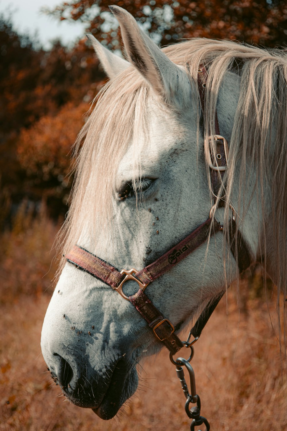 ein weißes Pferd mit blonden Haaren steht auf einem Feld