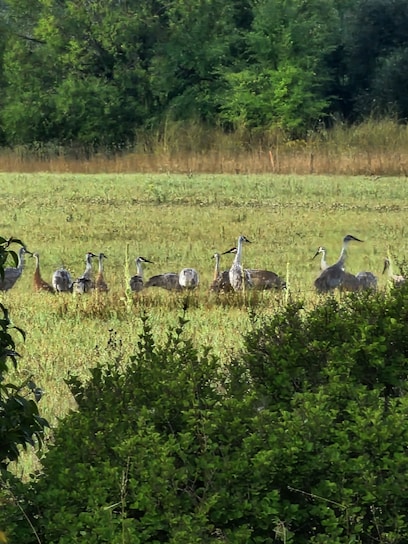 A group of bird enthusiasts observing various bird species in a natural setting.