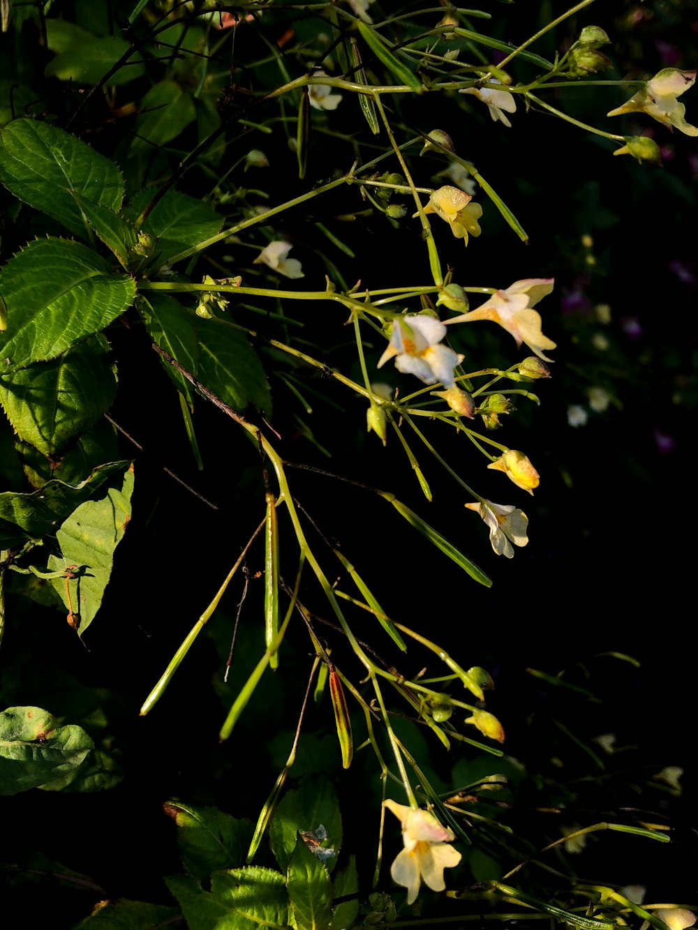 a bunch of flowers that are on a tree