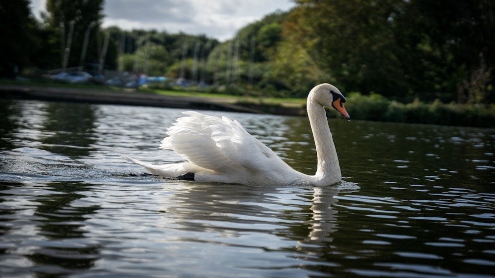 a white swan swimming on top of a lake