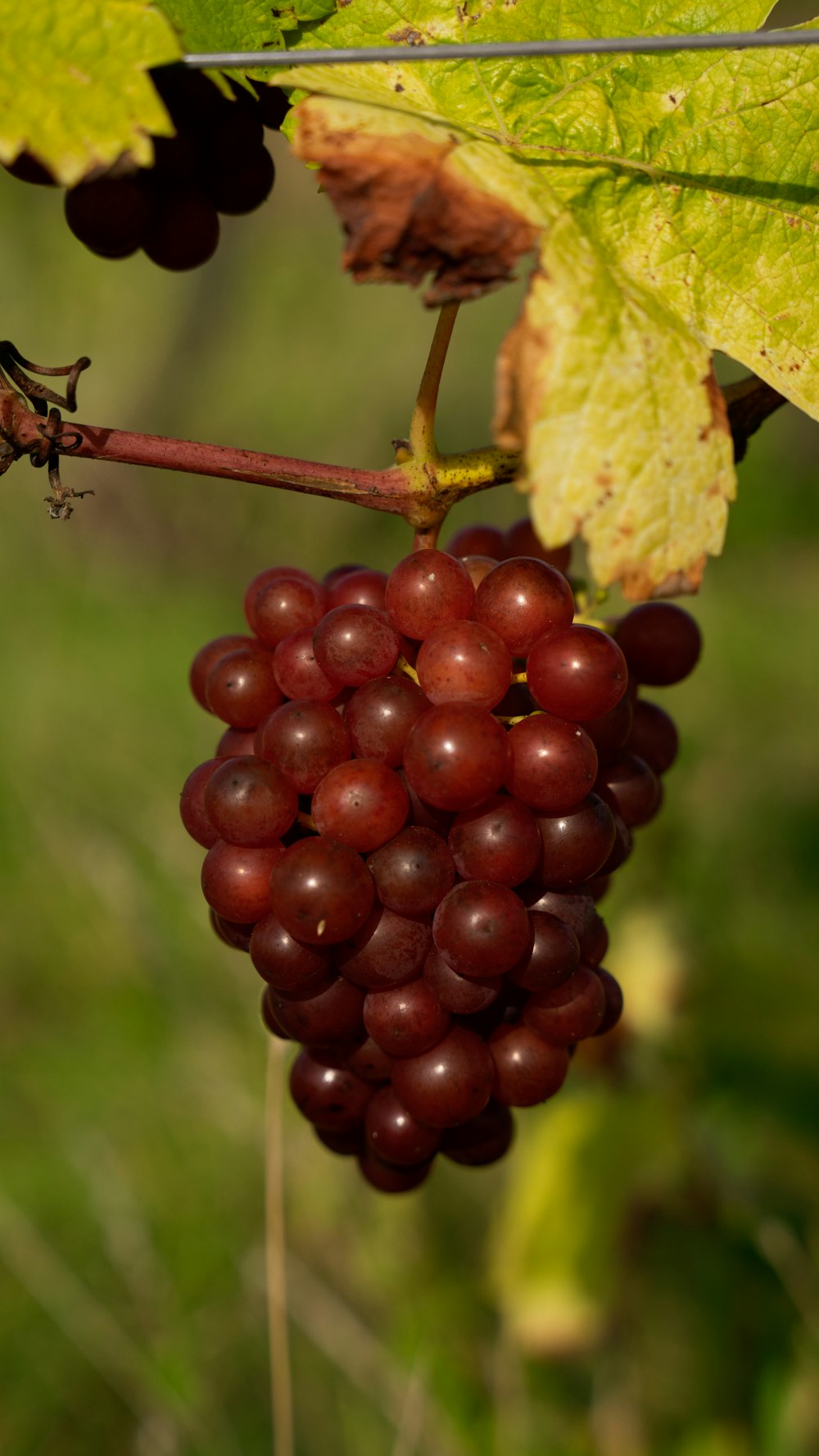 a bunch of grapes hanging from a vine