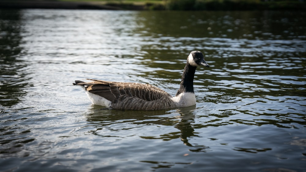 a duck floating on top of a body of water