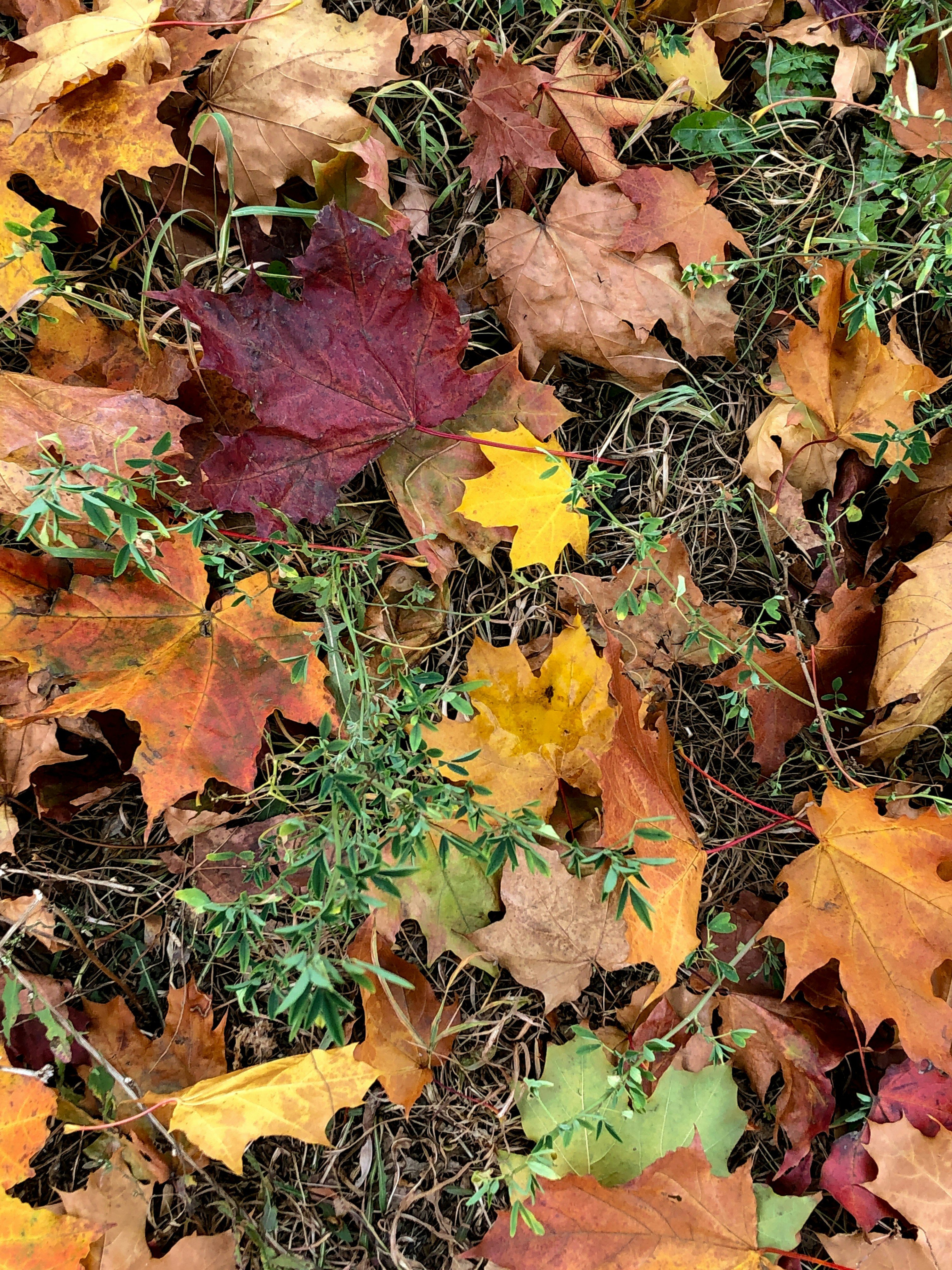a bunch of leaves that are laying on the ground