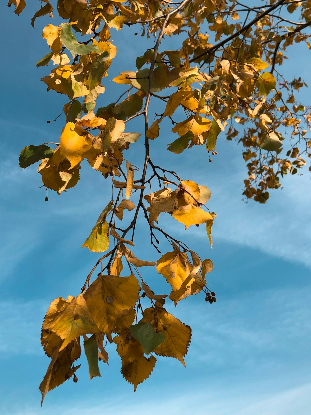 a tree branch with yellow leaves against a blue sky