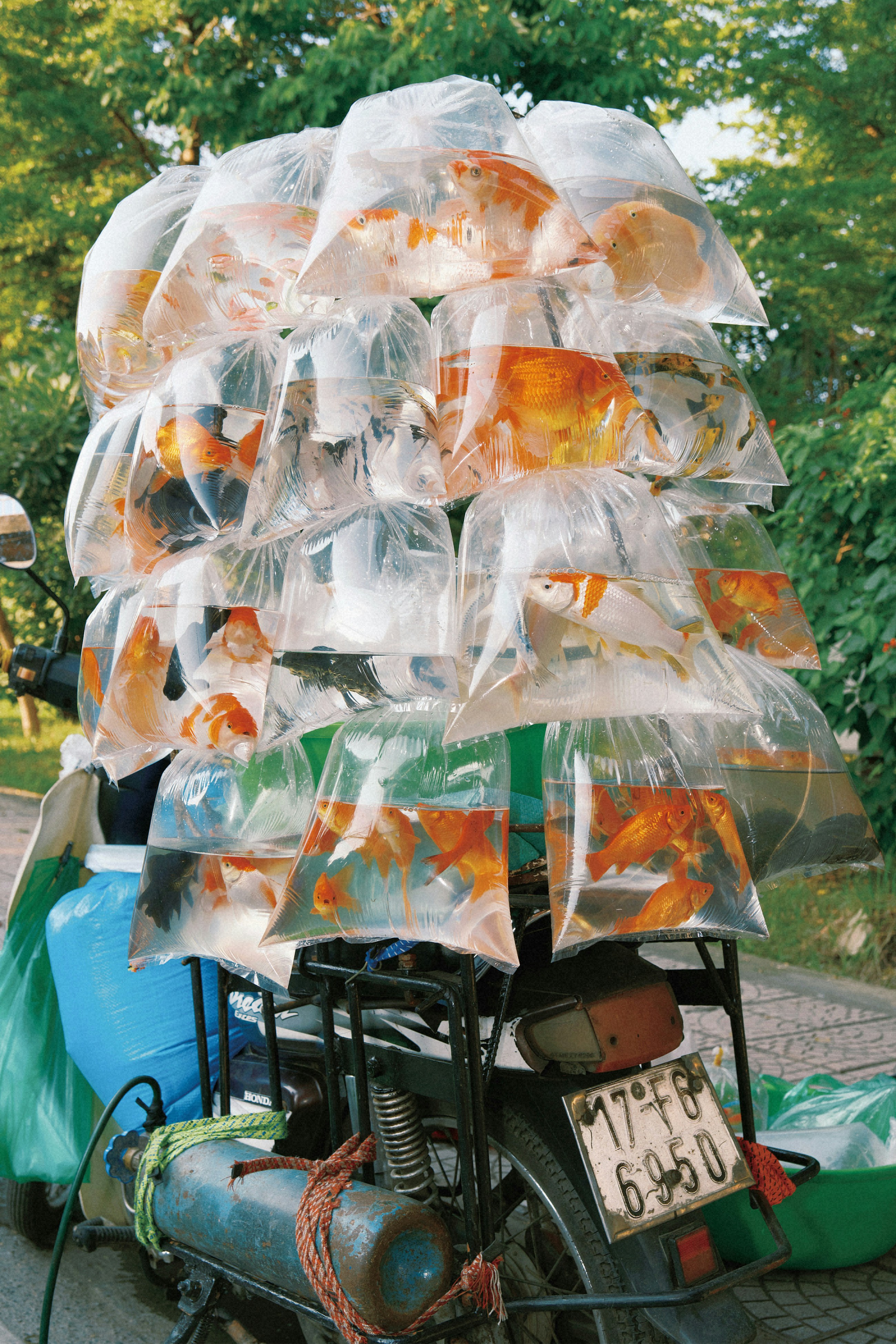 The Timely Feed Lite device