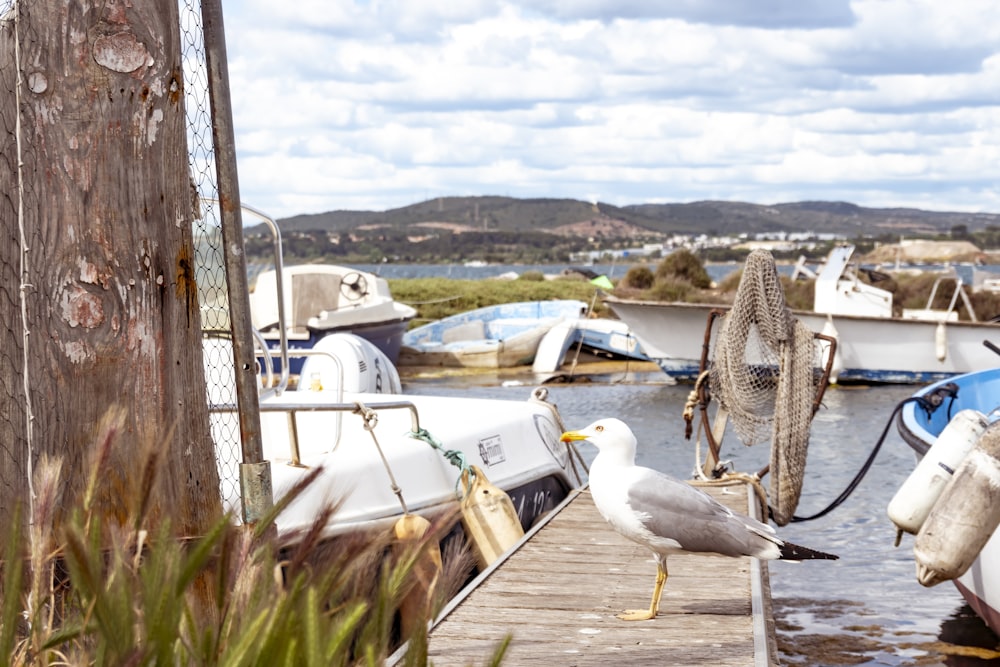 a seagull standing on a dock next to boats