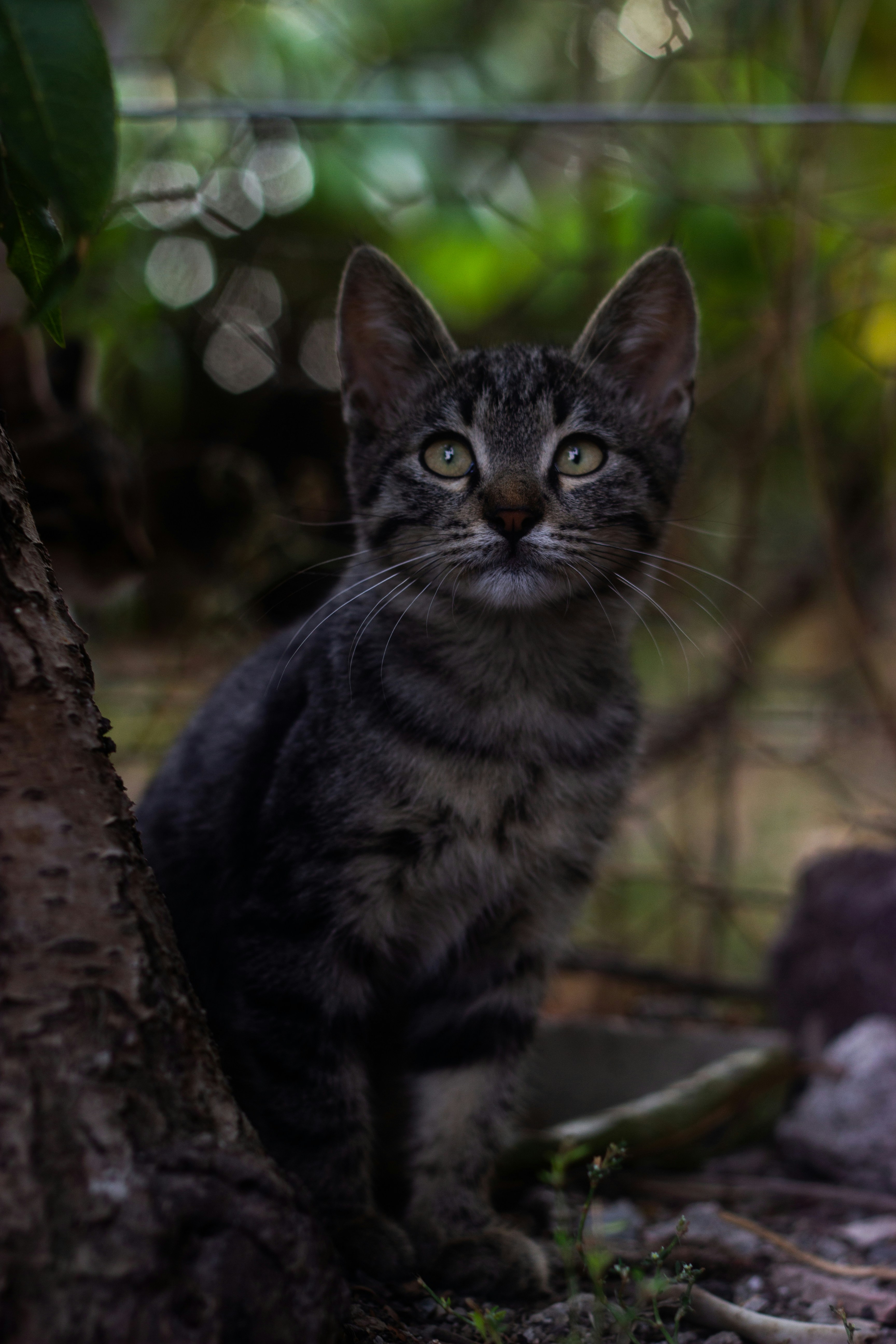 a small kitten sitting next to a tree