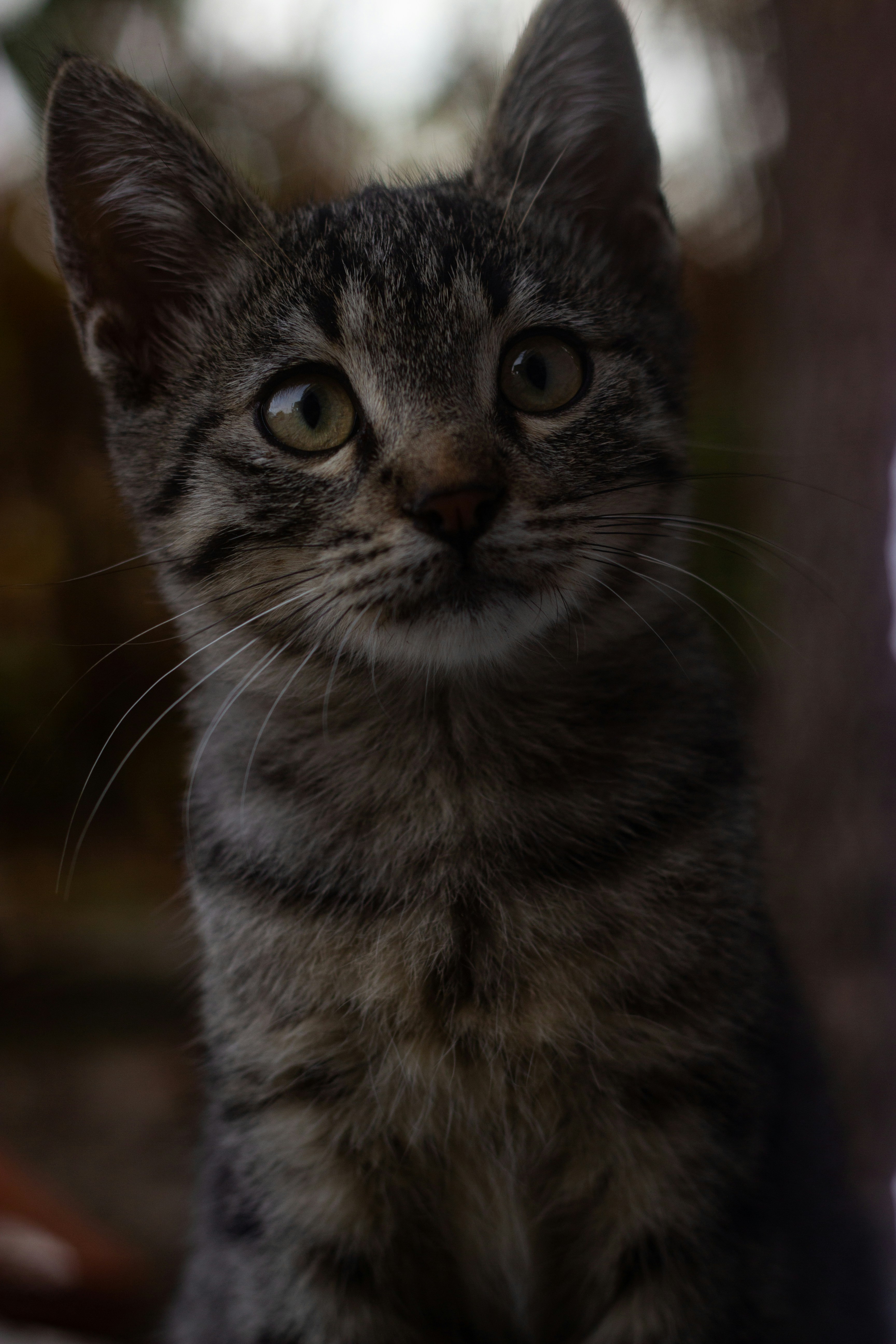 a small kitten sitting next to a tree