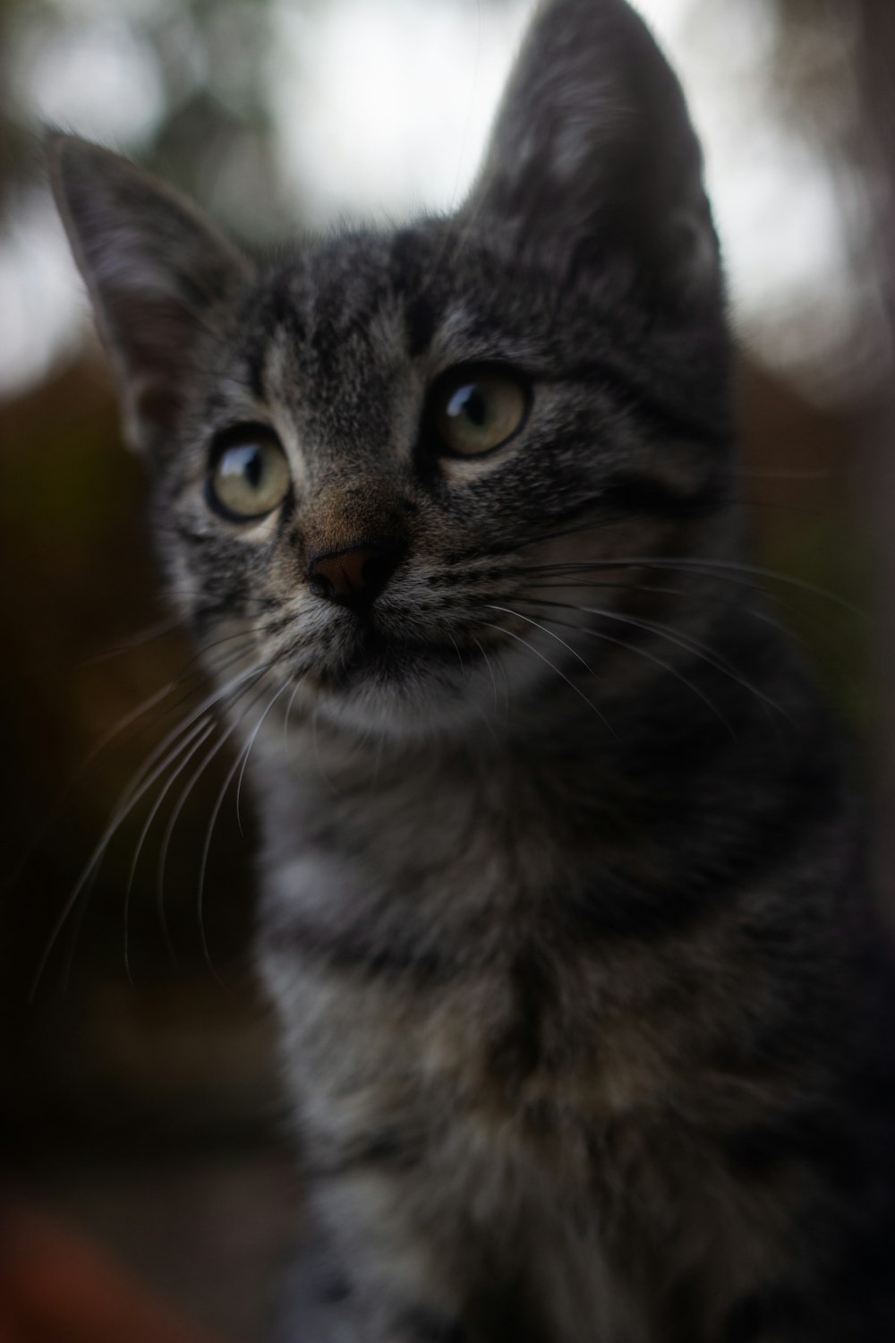 a small gray kitten sitting on top of a wooden table