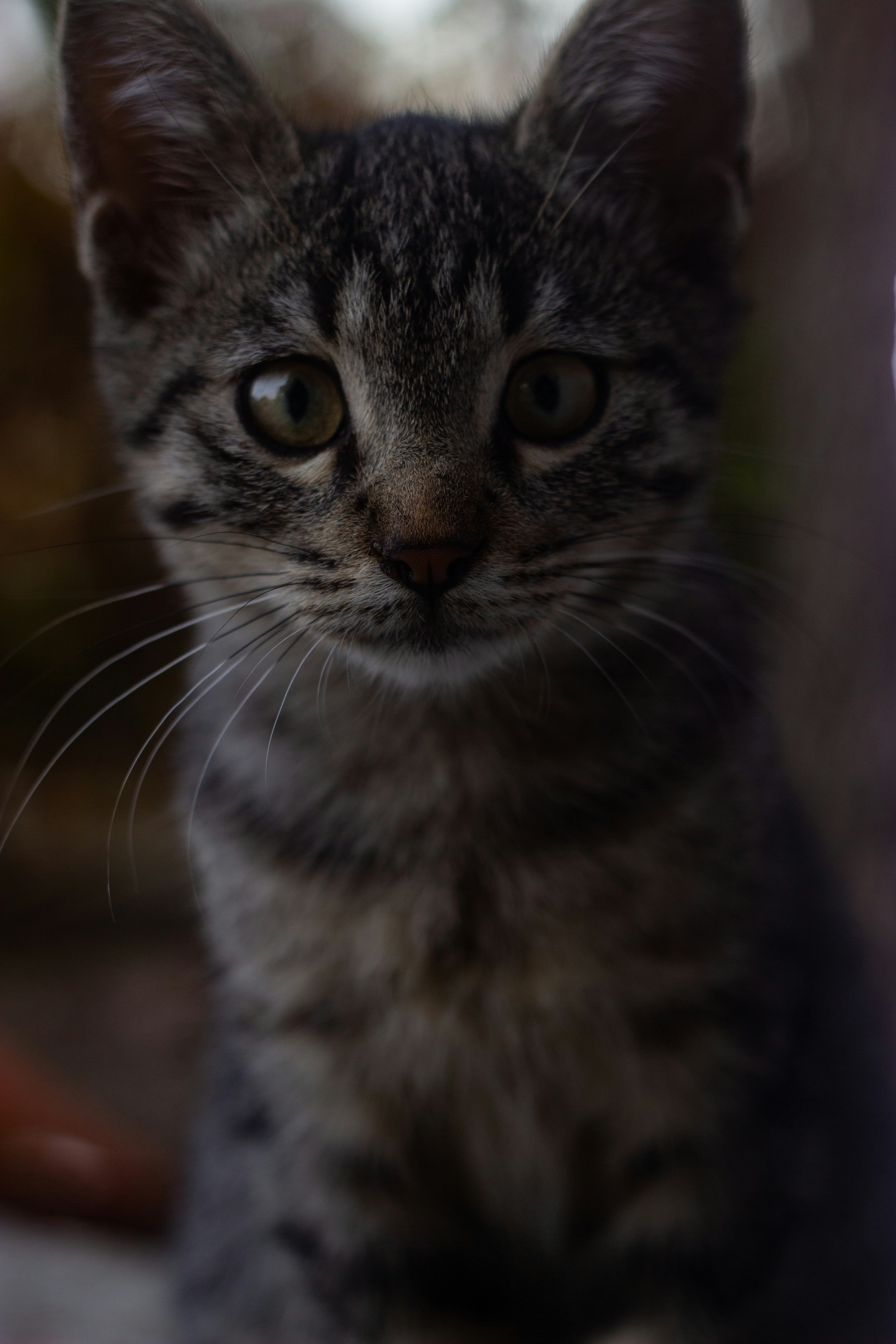 a small kitten is looking at the camera