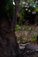 A close-up view of a wire fence with hexagonal patterns is partially obscured by a tree trunk in the foreground. Behind the fence, blurred vegetation and a few thin branches can be seen. The background is softly out of focus, creating a sense of depth and a natural setting.