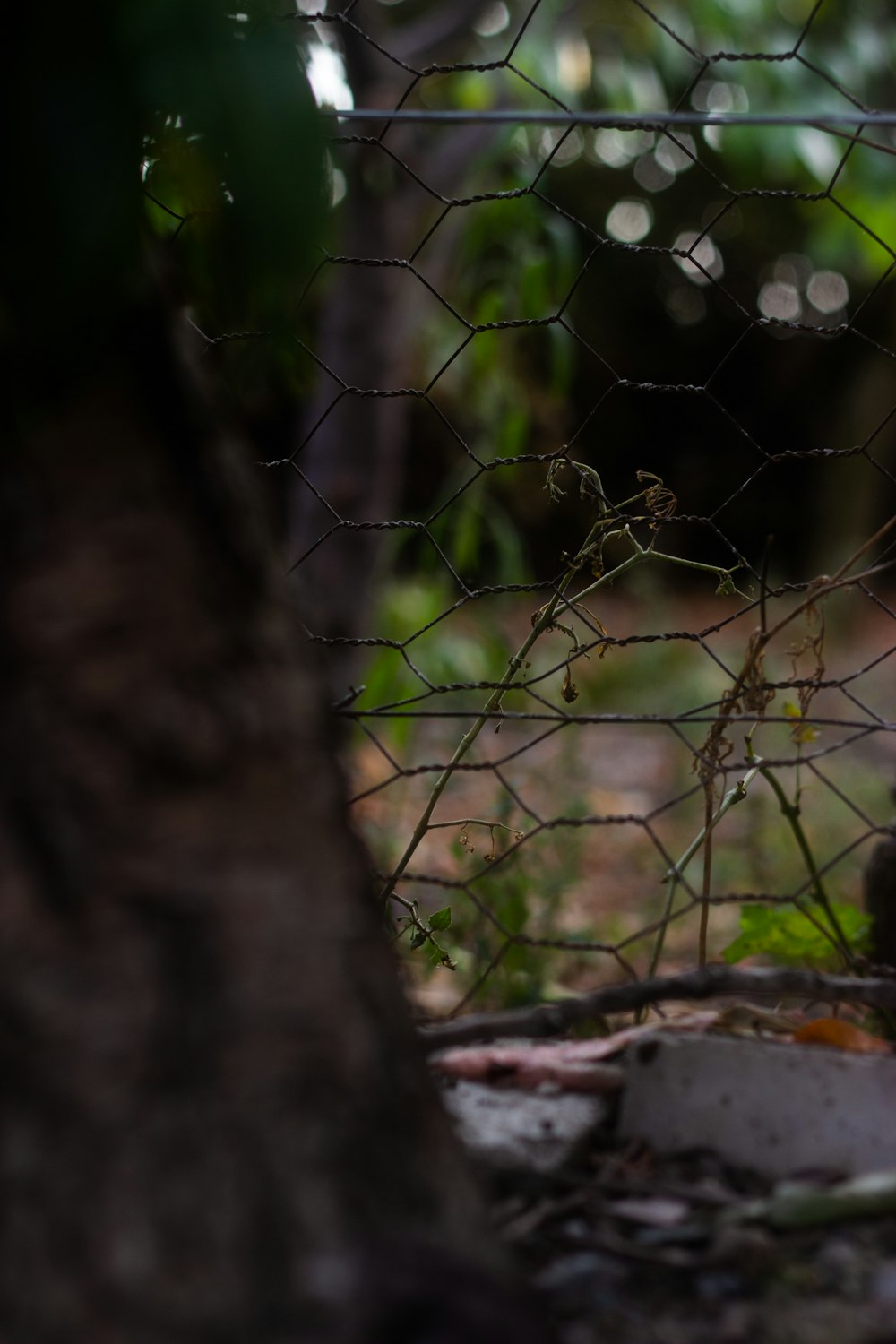 a cat sitting on the ground behind a fence