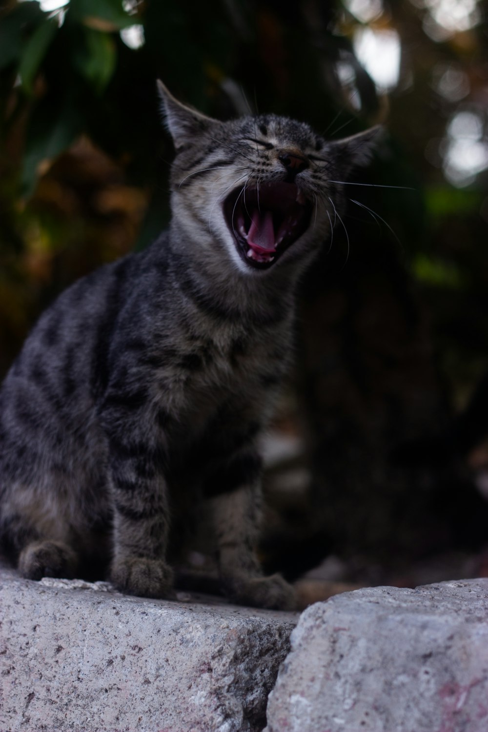 a cat yawns while sitting on a rock