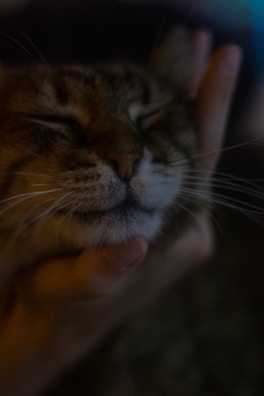 Close-up of a cat being comforted by a caring vet technician during a check-up.