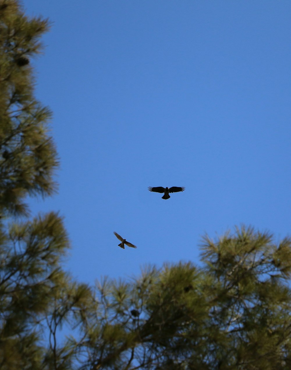 um par de pássaros voando através de um céu azul