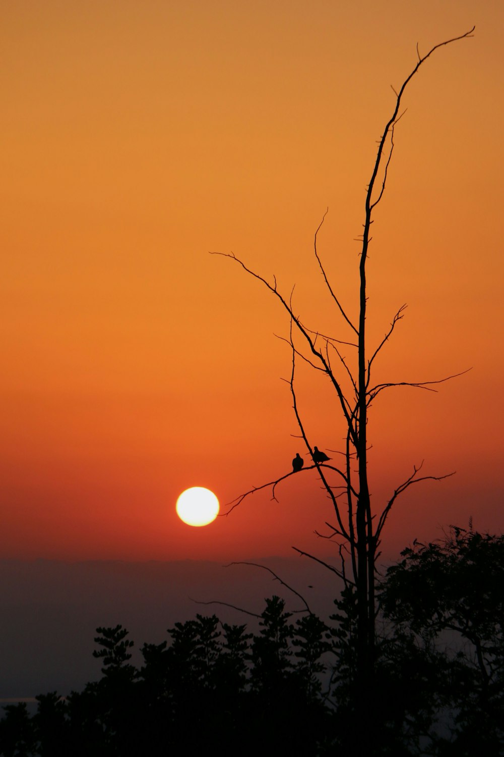 El sol se está poniendo detrás de un árbol con pájaros posados en él