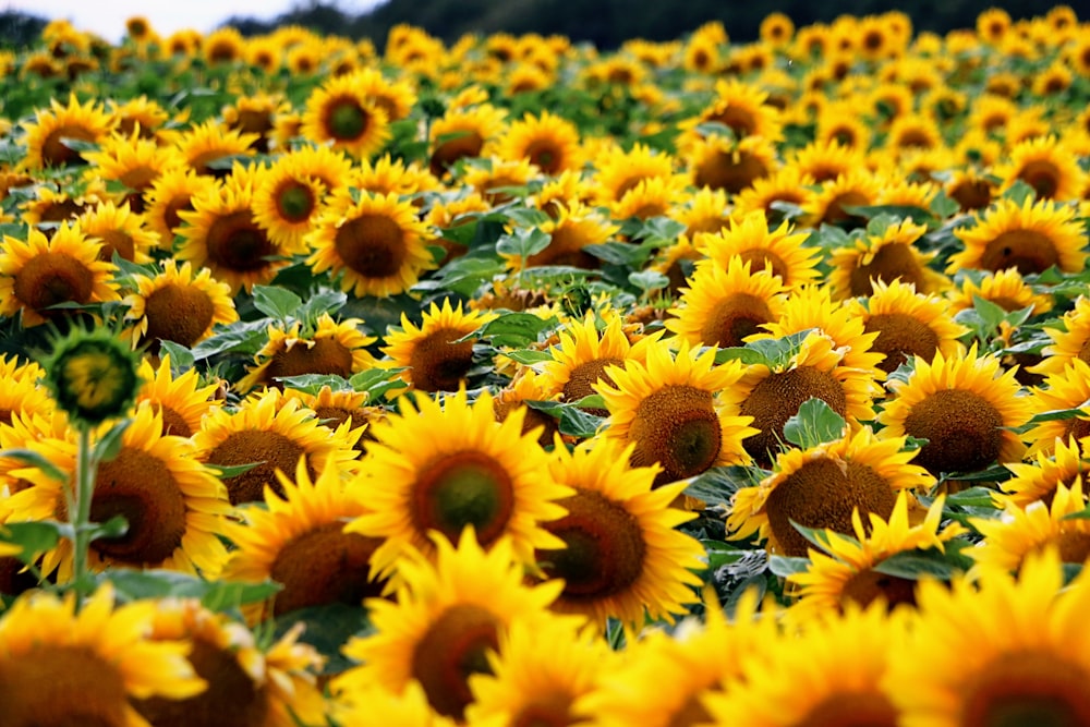 a large field of sunflowers with a sky background