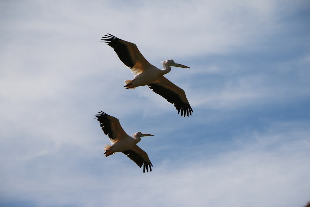 two large birds flying through a cloudy blue sky