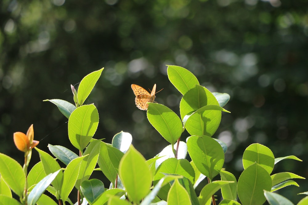 a butterfly sitting on top of a green leafy plant