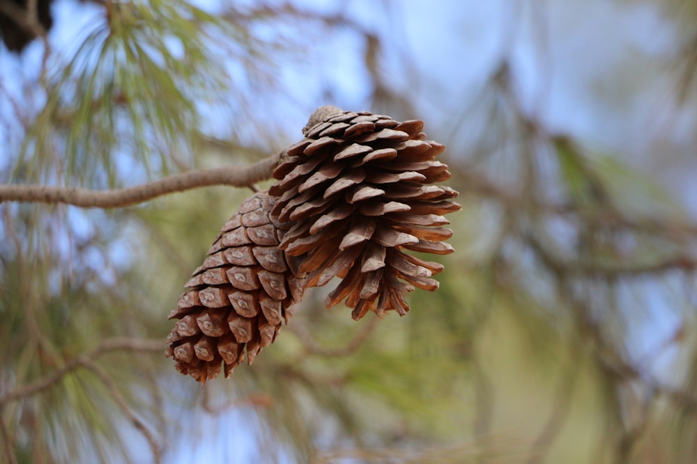 a pine cone hanging from a tree branch