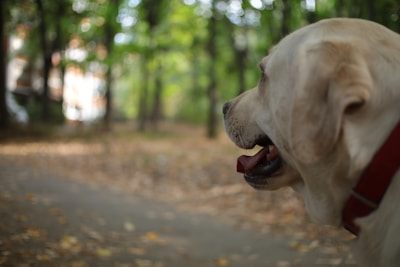 A Labrador Retriever with a red collar looks to the right, its mouth slightly open, set against a backdrop of a blurred forest path lined with tall trees. Sunlight filters through the leaves, casting a gentle, dappled light on the scene.