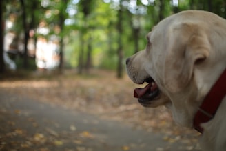 A Labrador Retriever with a red collar looks to the right, its mouth slightly open, set against a backdrop of a blurred forest path lined with tall trees. Sunlight filters through the leaves, casting a gentle, dappled light on the scene.