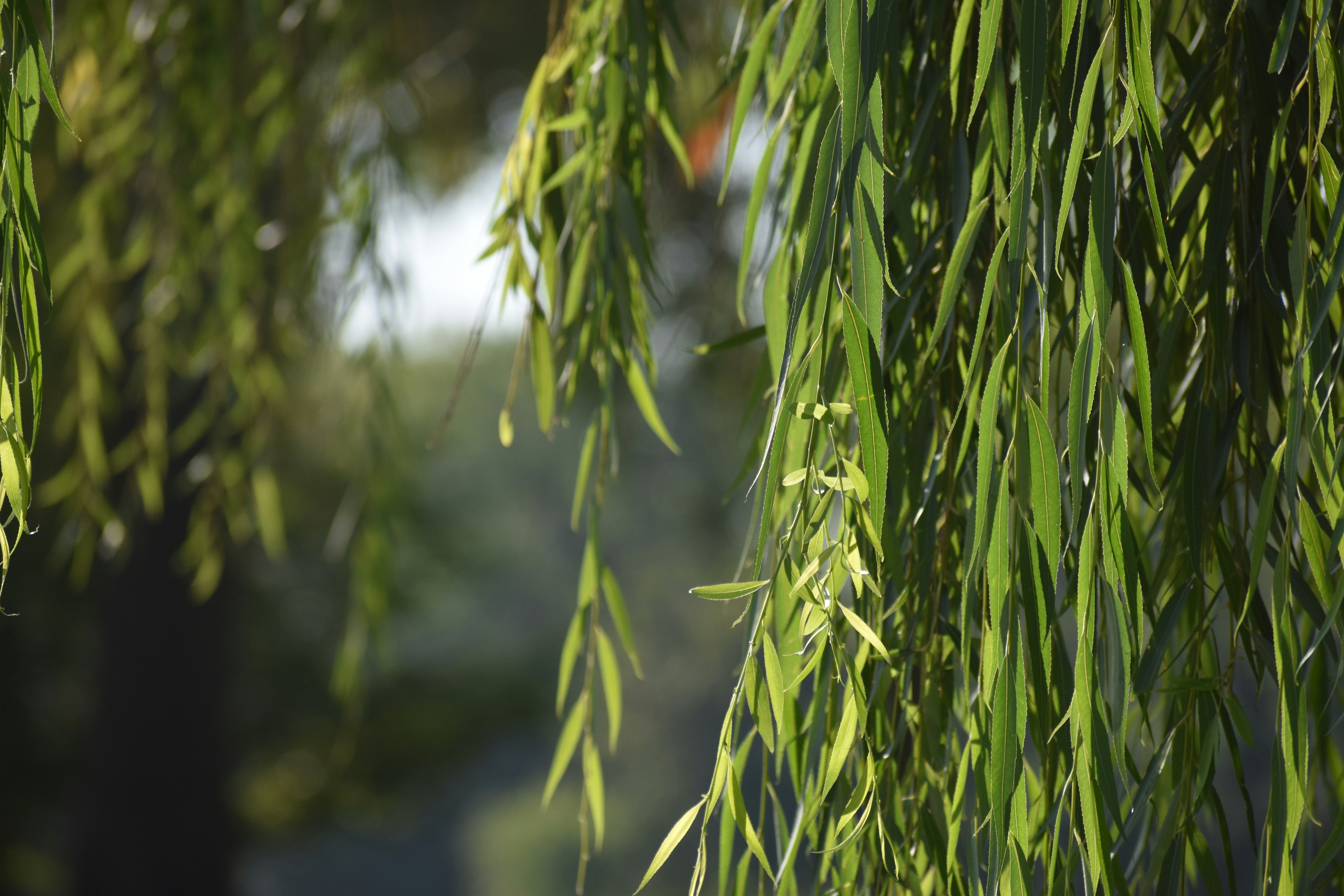 a close up of a tree with green leaves