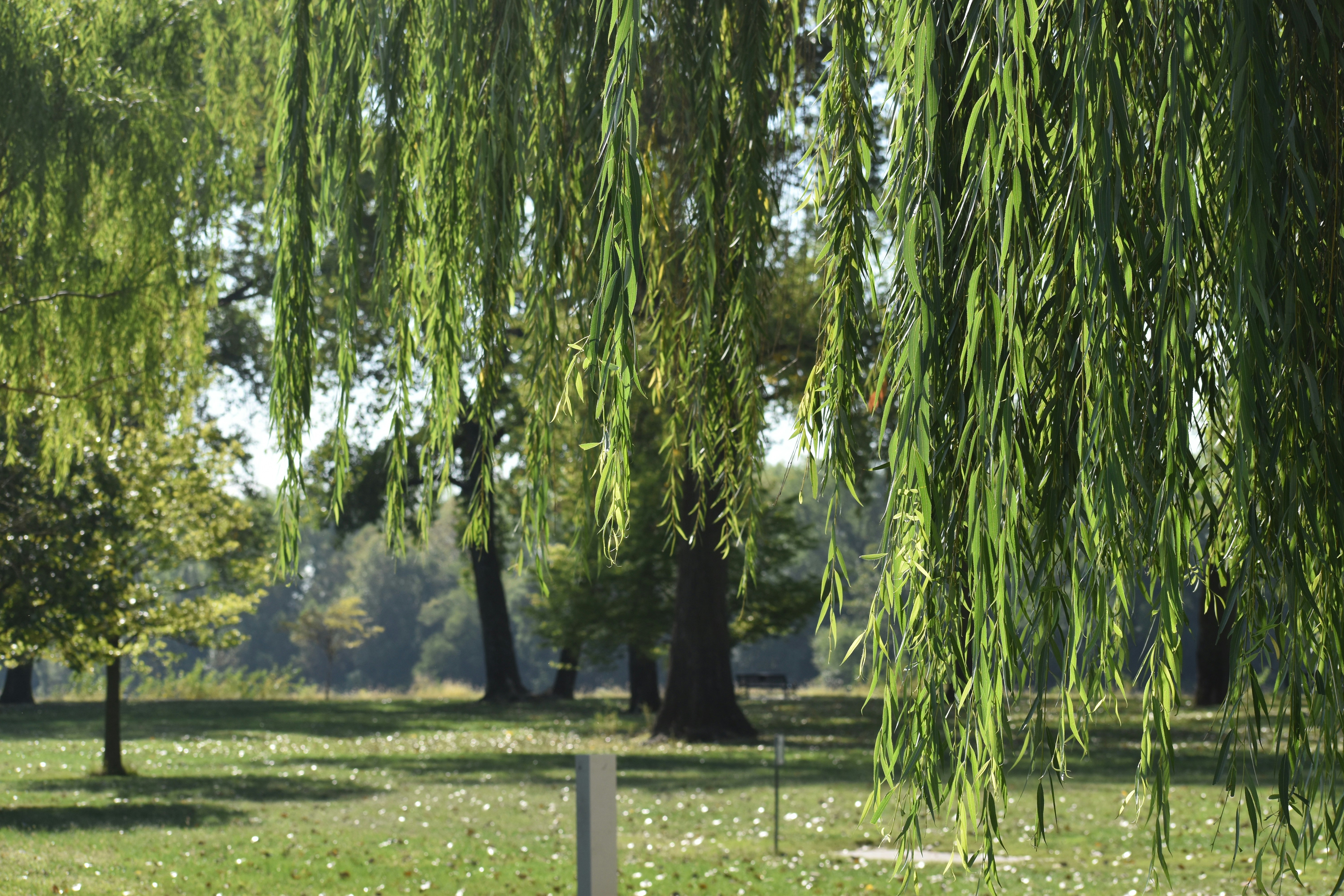 a bench under a tree in a park