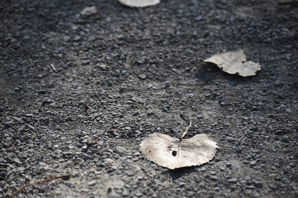 a leaf laying on the ground next to leaves