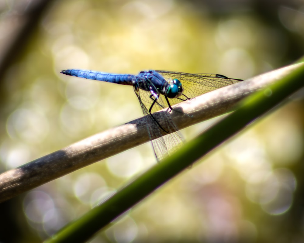 a blue dragonfly sitting on top of a leaf