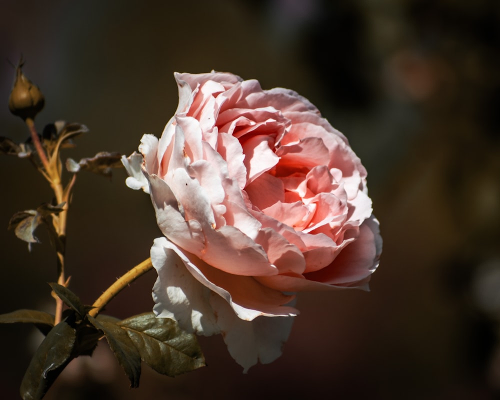 a pink flower with white petals on a branch