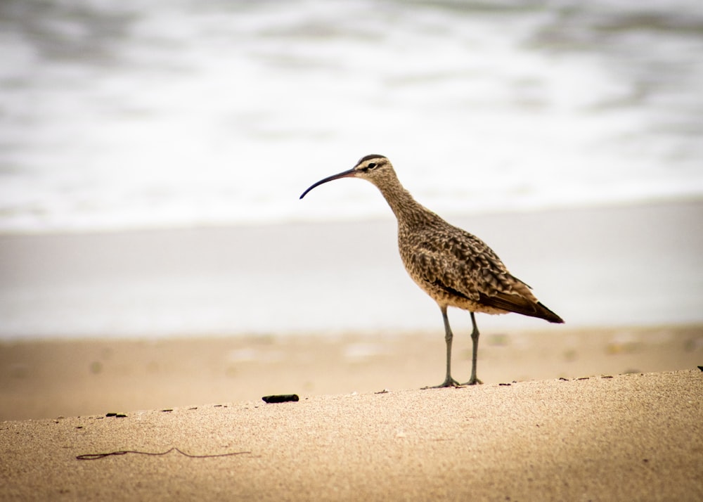 a bird standing on a beach next to the ocean