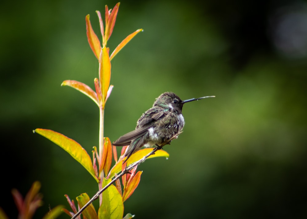 a small bird sitting on top of a tree branch