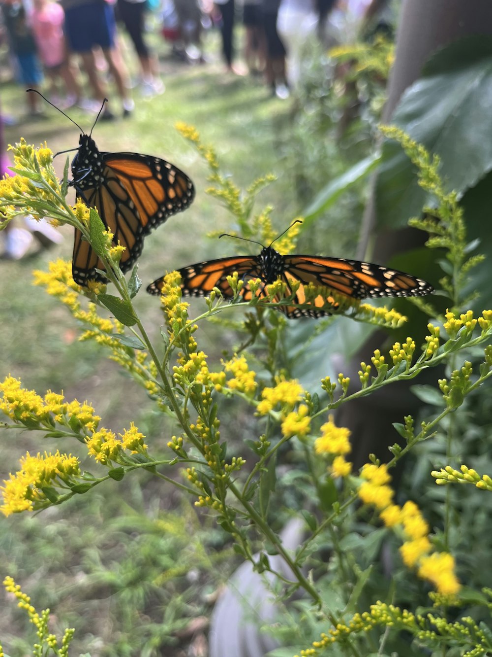 a couple of monarch butterflies sitting on top of a yellow flower