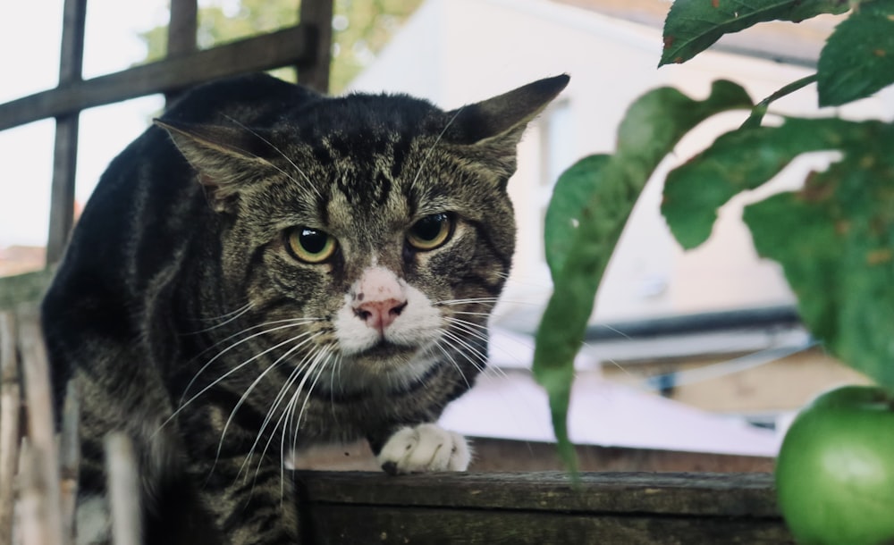 a cat sitting on a window sill next to a plant