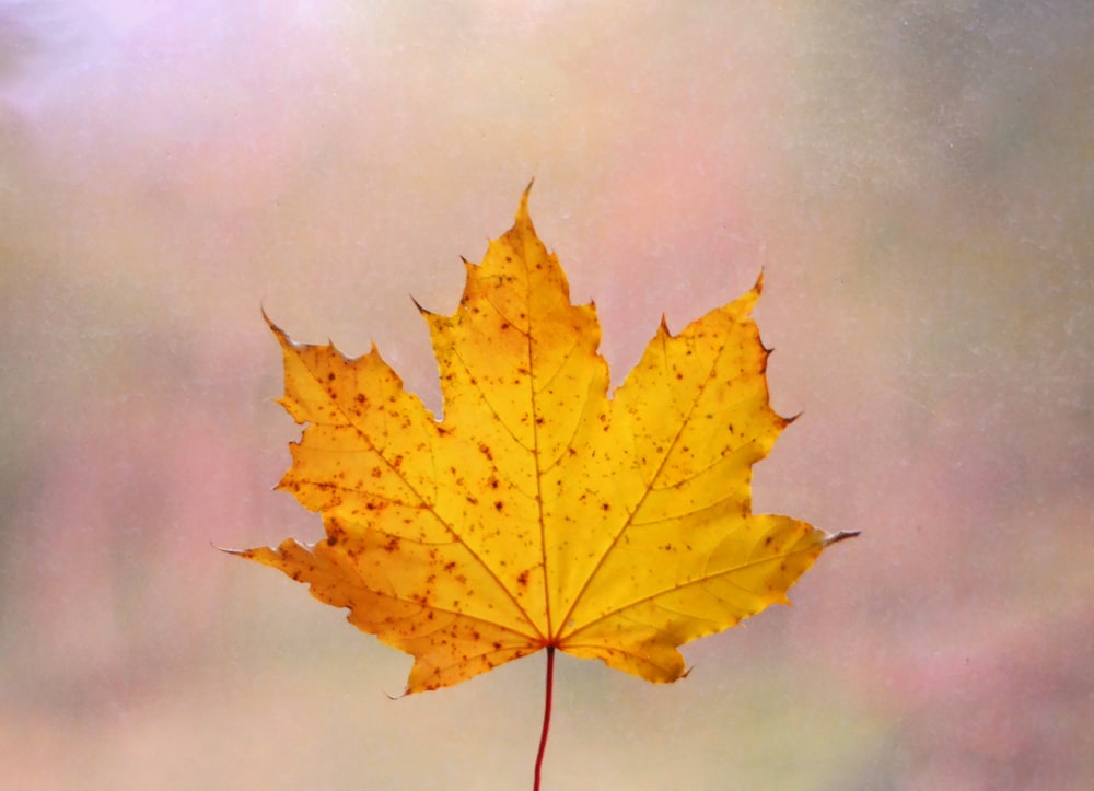 a single yellow maple leaf on a rainy day