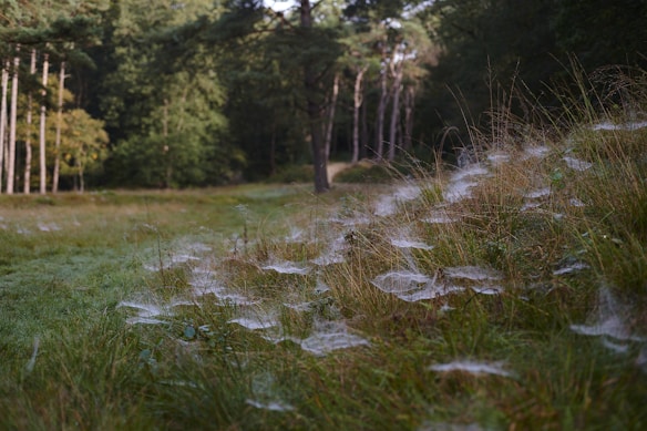 A serene forest scene with lush green grass lightly coated in morning dew. Delicate spider webs are elegantly draped across the grass, glistening in the soft light. Tall trees form a dense backdrop, creating a tranquil and natural setting.