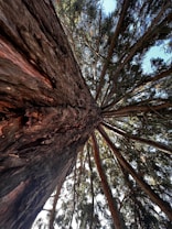 a view looking up at a tall tree