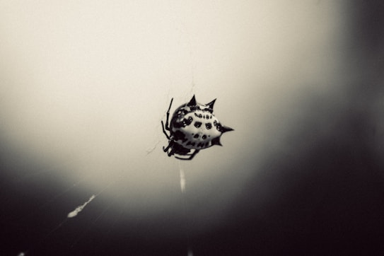 A spiny, black and white spider is suspended in the center of its web, with its distinctively patterned back and thorn-like projections clearly visible. The background is blurred, creating a halo effect around the spider.