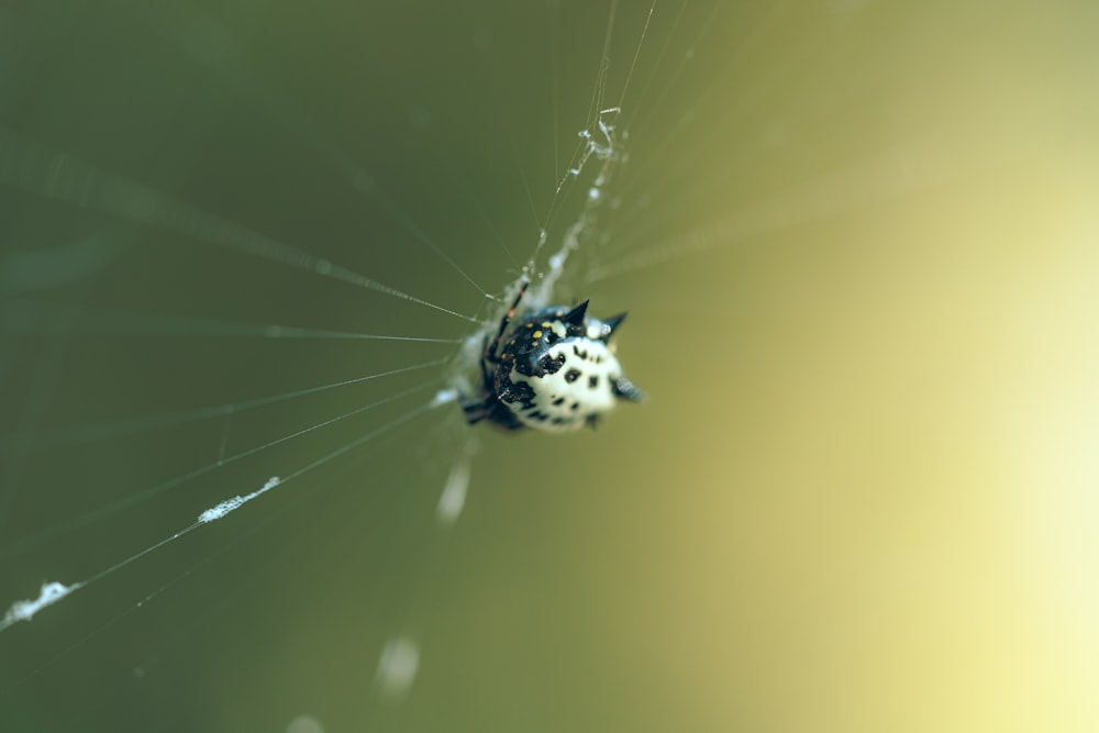 a close up of a spider on a web