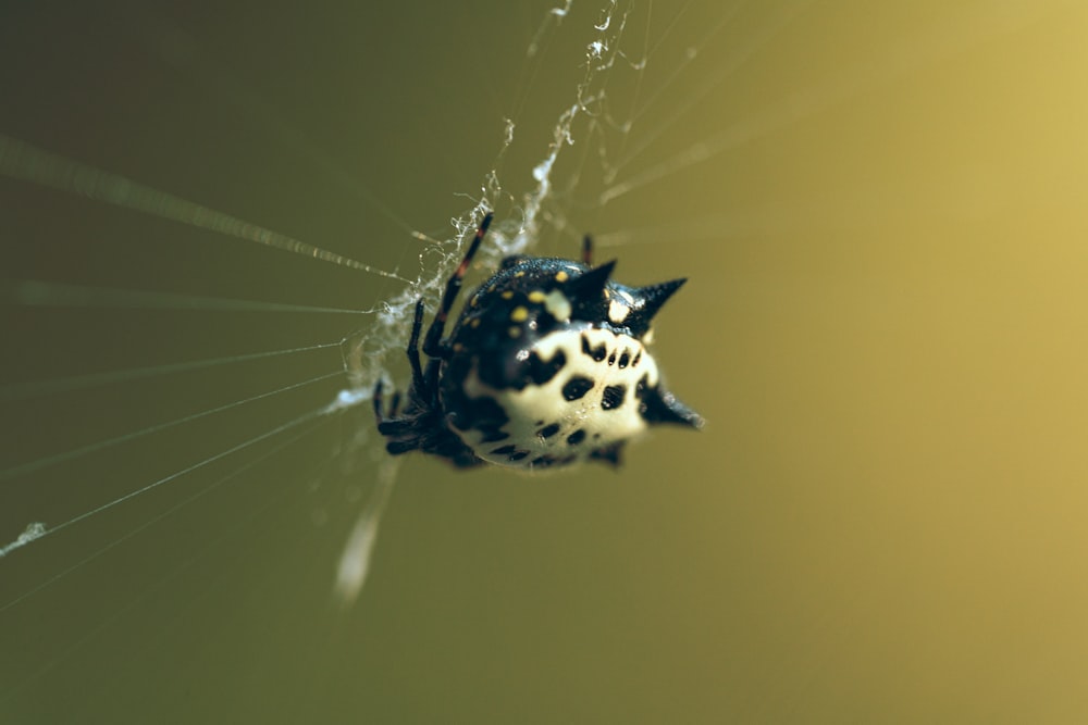 uma aranha preta e branca sentada em cima de uma teia